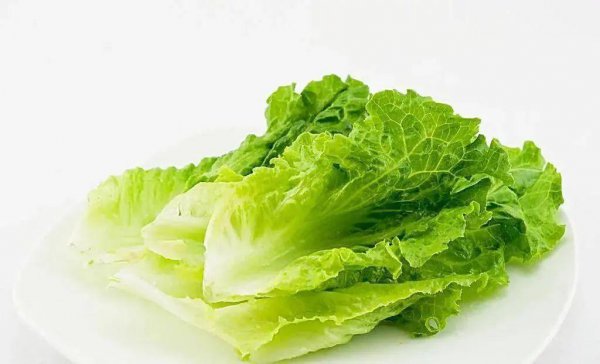 春天阳台上适合种什么菜