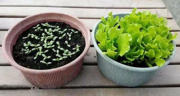 春天阳台上适合种什么菜
