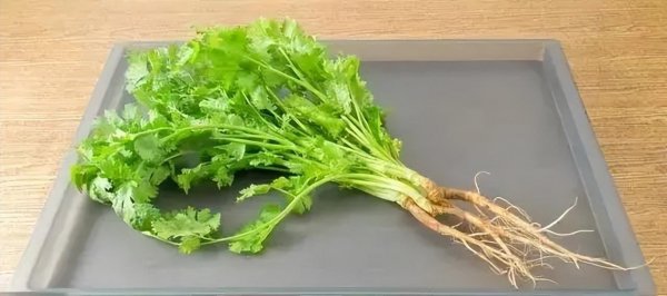 春天阳台上适合种什么菜