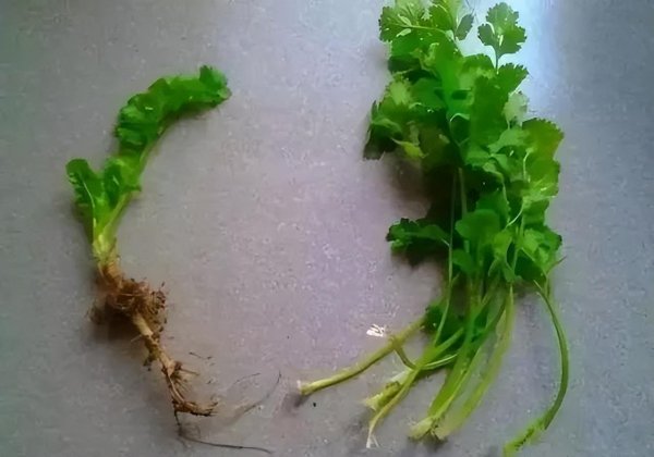 春天阳台上适合种什么菜