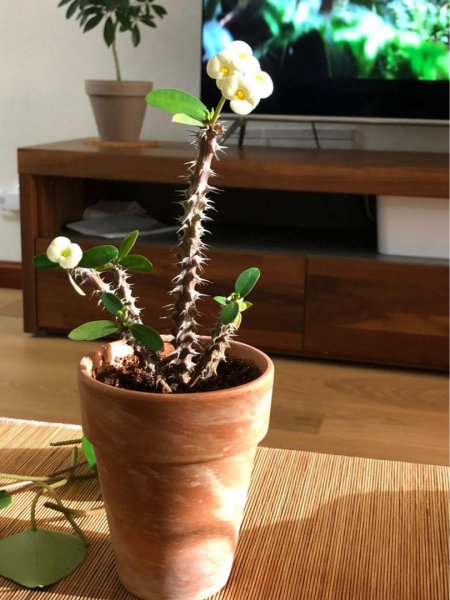 家里养花有哪些忌讳