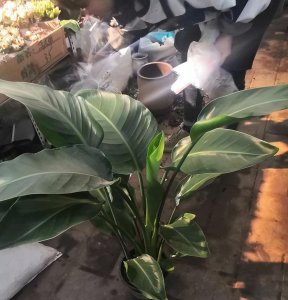 鹤望兰和天堂鸟是一种吗 有关鹤望兰和天堂鸟的区别解说