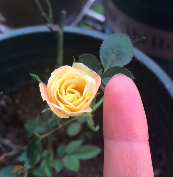什么花在春天开放