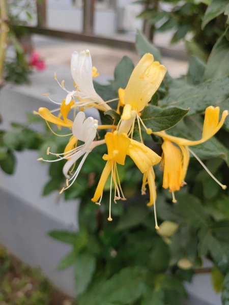 什么花在春天开放