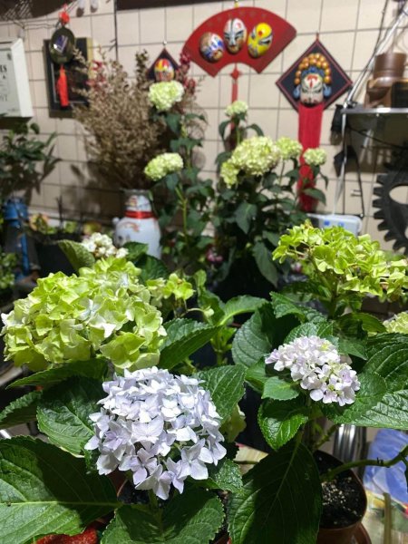 什么花在春天开放