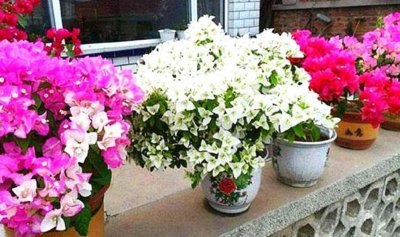喜阳的花有哪些 盘点4种喜欢太阳的花卉