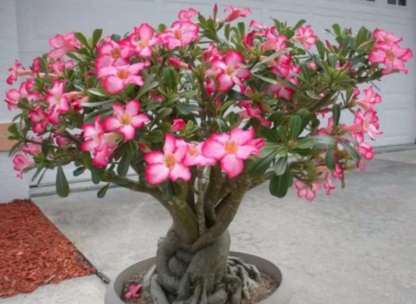 喜阳的花有哪些