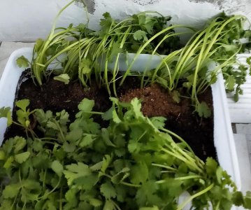 香菜根能种出香菜吗 有关香菜繁殖方法介绍