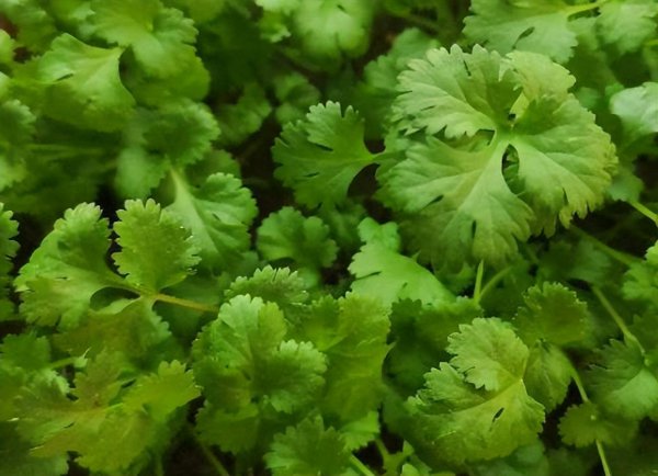 香菜根能种出香菜吗