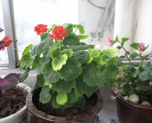 蝴蝶梅和天竺葵有什么区别