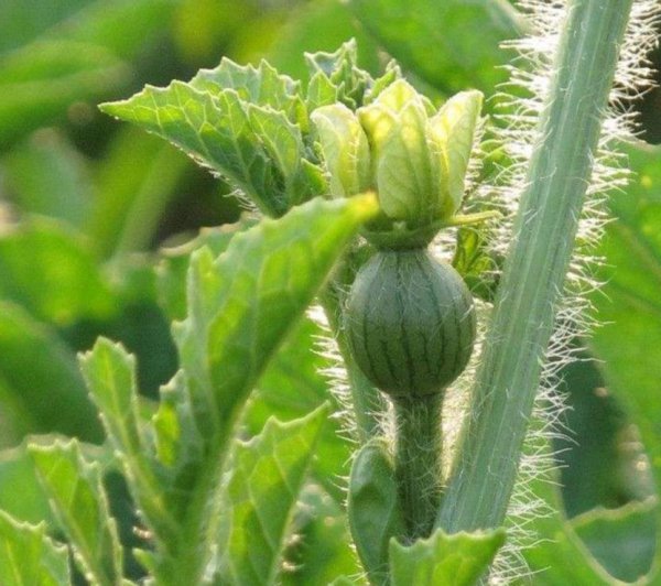 瓜果不发芽怎么办