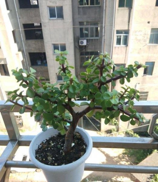 金枝玉叶怎么养出造型好看