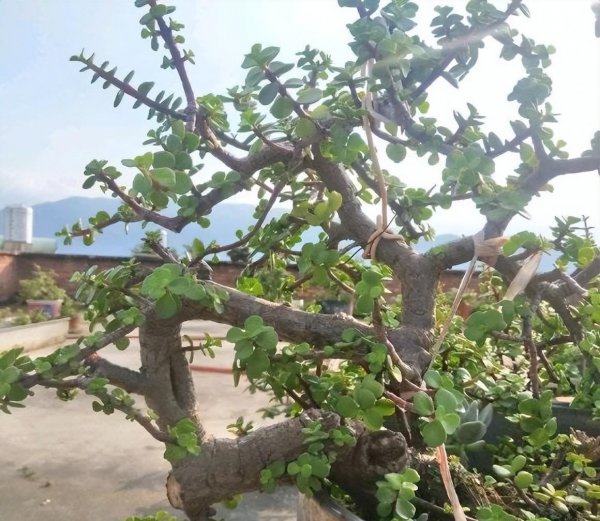 金枝玉叶怎么养出造型好看
