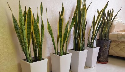 虎皮兰和虎尾兰有什么区别 详细介绍虎皮兰 虎尾兰的差别