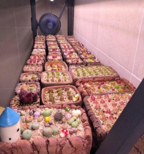 室内养多肉怎样才能养好 推荐室内养多肉的两大神器