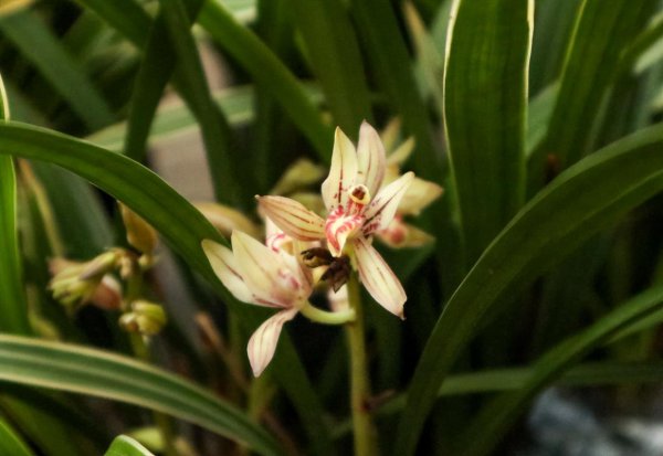 室内常养的花有哪些
