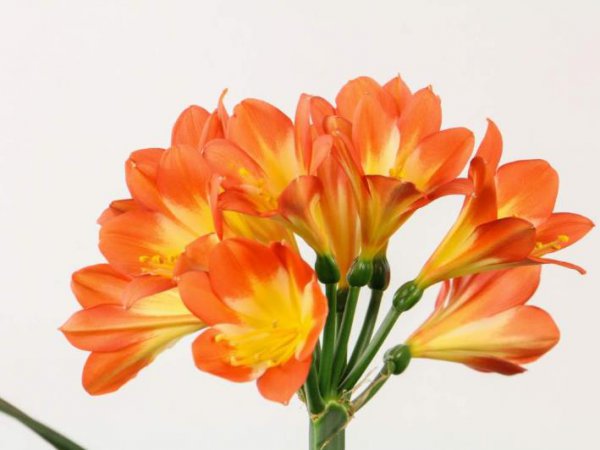 室内常养的花有哪些