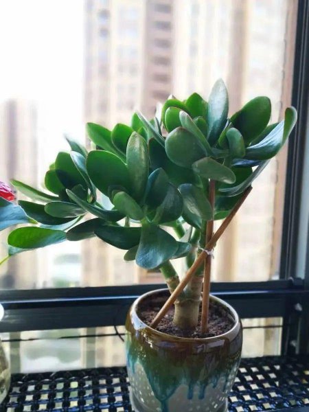 玉树喜光还是耐阴