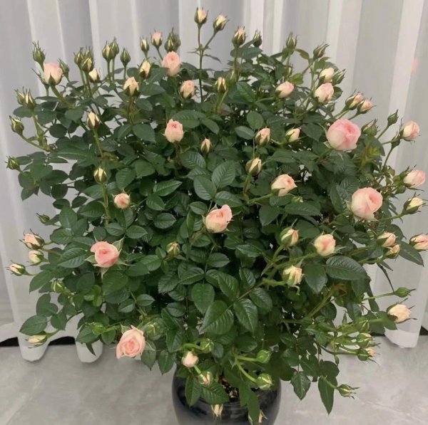 能治愈心灵的花有哪些