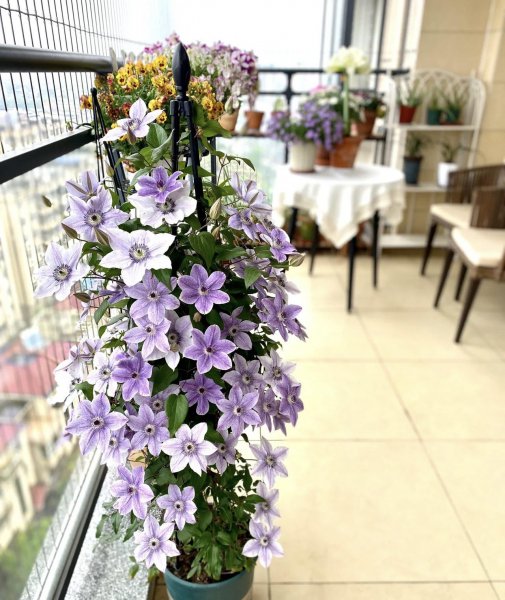 能治愈心灵的花有哪些