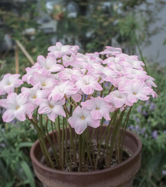 能治愈心灵的花有哪些