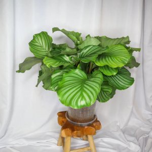 青苹果竹芋黄叶怎么办 有关青苹果竹芋黄叶的原因及处理办法