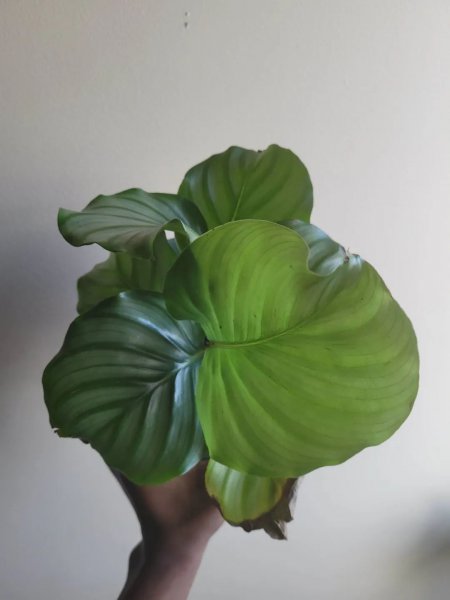 青苹果竹芋黄叶怎么办
