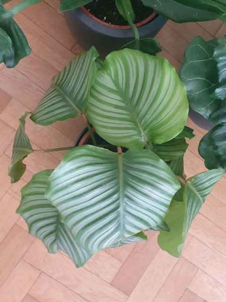 青苹果竹芋黄叶怎么办