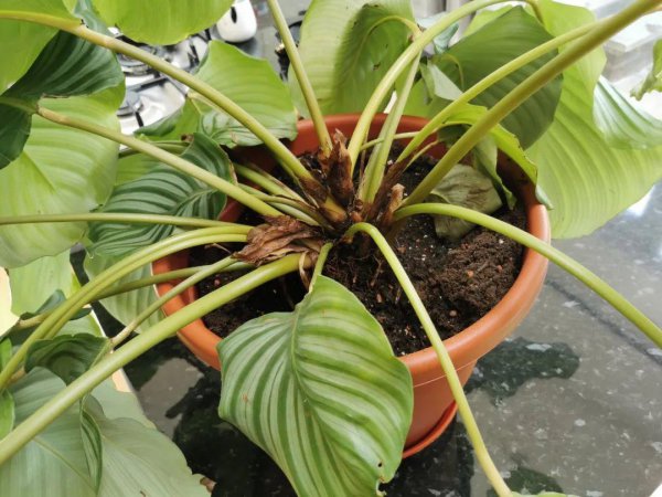 青苹果竹芋黄叶怎么办