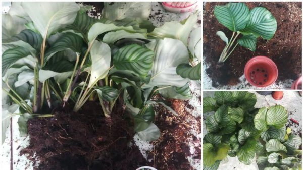 青苹果竹芋黄叶怎么办