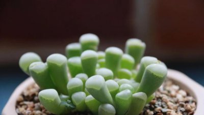 多肉叶子干瘪有皱发软是什么原因 记得收藏