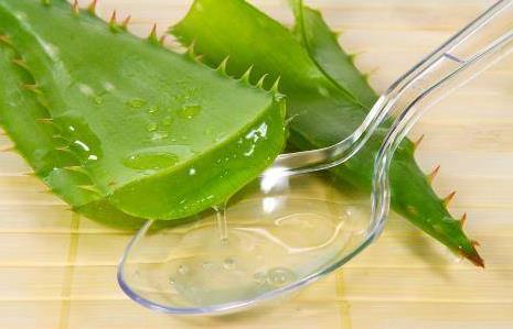 芦荟的花语是什么