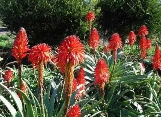 芦荟的花语是什么