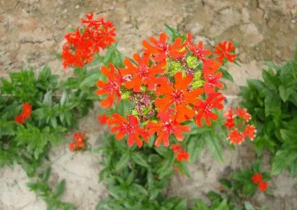 剪秋罗的花语是什么