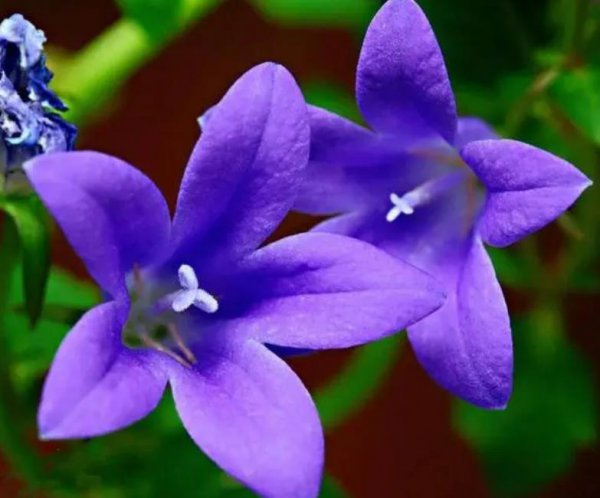 蓝色风铃草的花语是什么