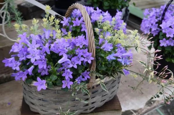 蓝色风铃草的花语是什么