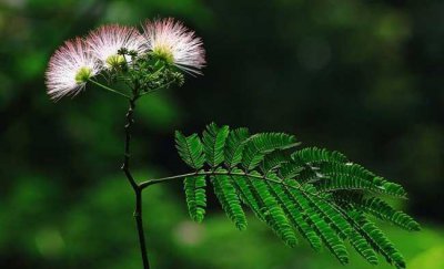 合欢花的花语是什么 有关合欢花花语及传说介绍