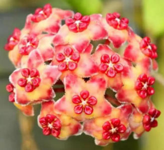 球兰花有哪些寓意和花语