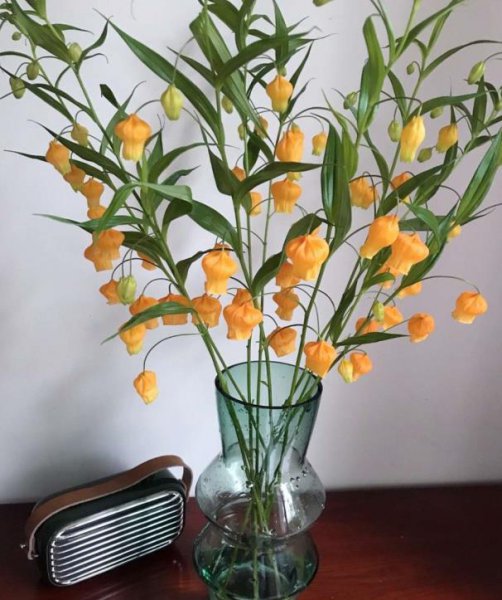 宫灯百合的花语是什么