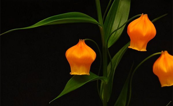 宫灯百合的花语是什么