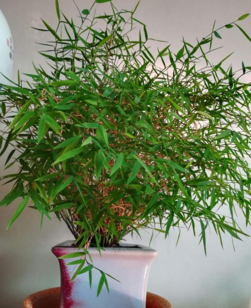 宫灯百合的花语是什么