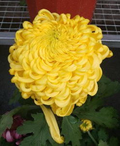 菊花有哪些寓意 详解菊花的3个美好寓意