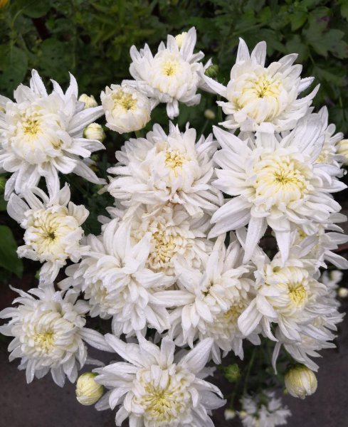 菊花有哪些寓意