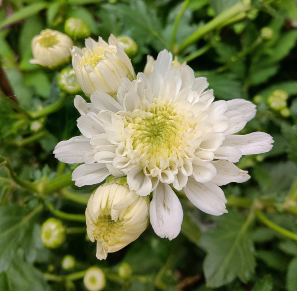 菊花有哪些寓意