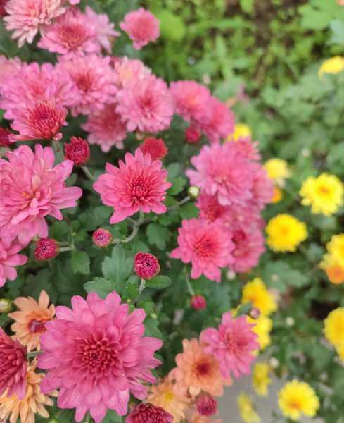 菊花有哪些寓意