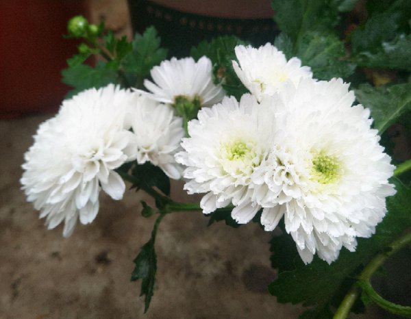 菊花有哪些寓意