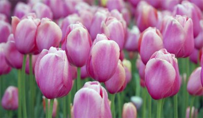 各色郁金香的花语 盘点7种郁金香寓意和象征意义