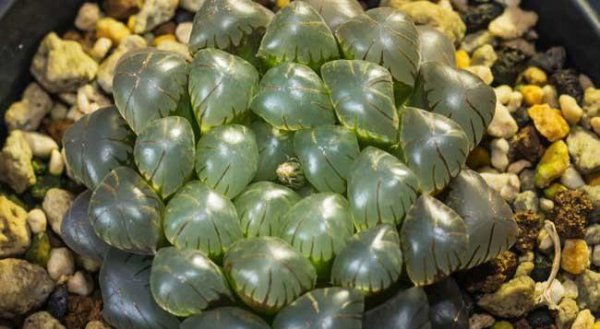 冰灯玉露的花语是什么