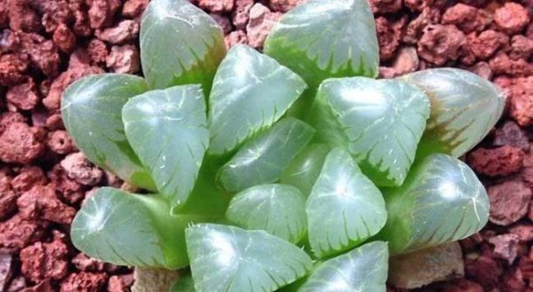 冰灯玉露的花语是什么