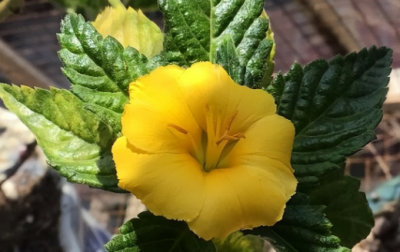 时钟花有哪些花语和寓意
